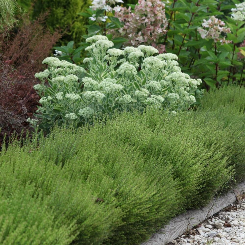 Chèvrefeuille arbustif Scoop, Lonicera à feuilles de buis