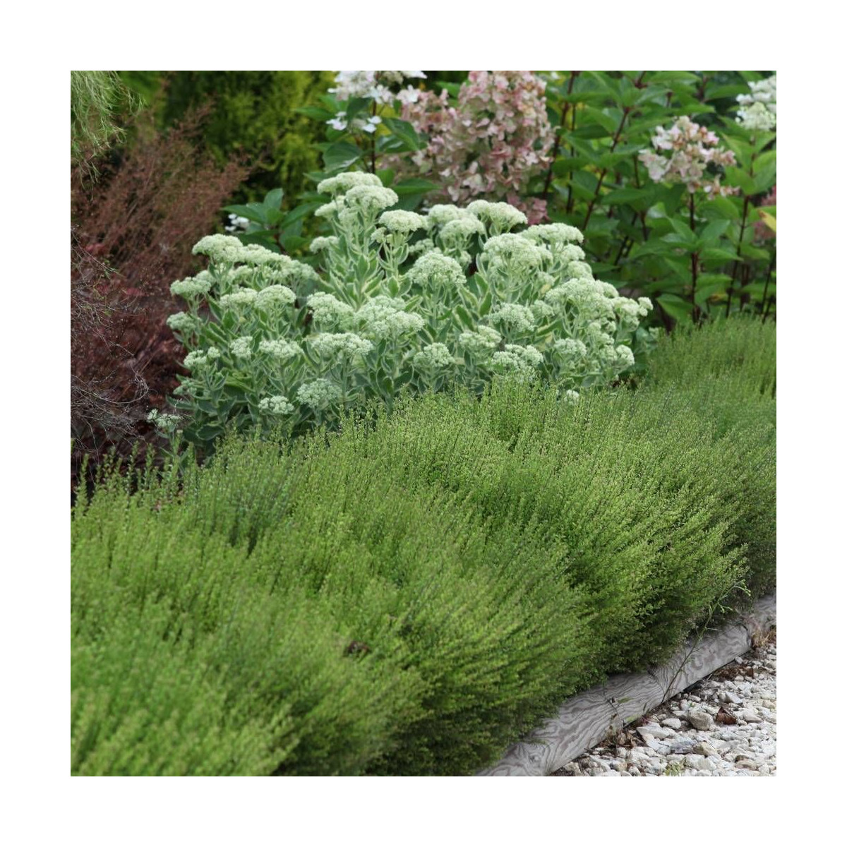 Chèvrefeuille arbustif Scoop, Lonicera à feuilles de buis Chèvrefeuille arbustif Scoop, Lonicera à feuilles de buis