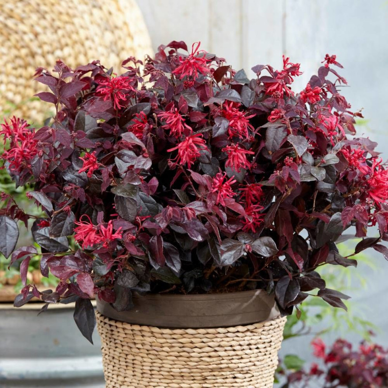 Loropetalum Ever Red® 'Chang Nian Hong', Loropétale