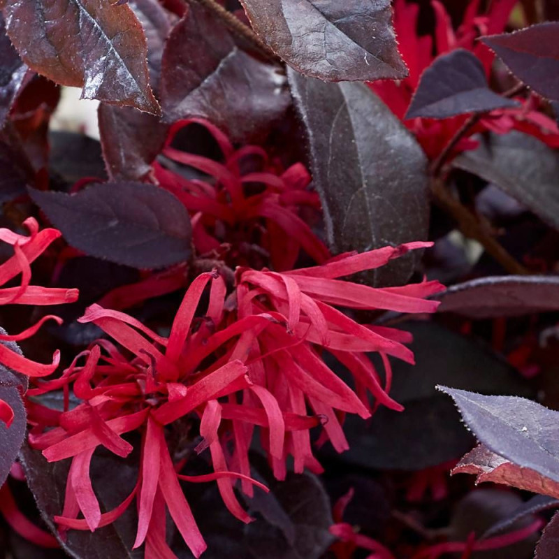 Loropetalum Ever Red® 'Chang Nian Hong', Loropétale