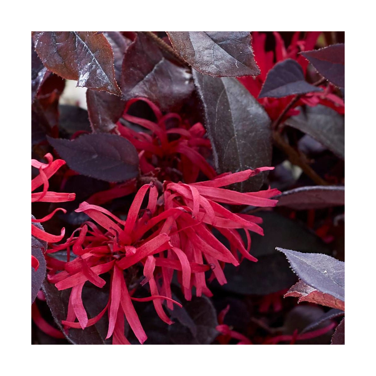 Loropetalum Ever Red® 'Chang Nian Hong', Loropétale Loropetalum Ever Red® 'Chang Nian Hong', Loropétale