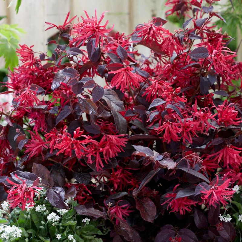 Loropetalum Ever Red® 'Chang Nian Hong', Loropétale
