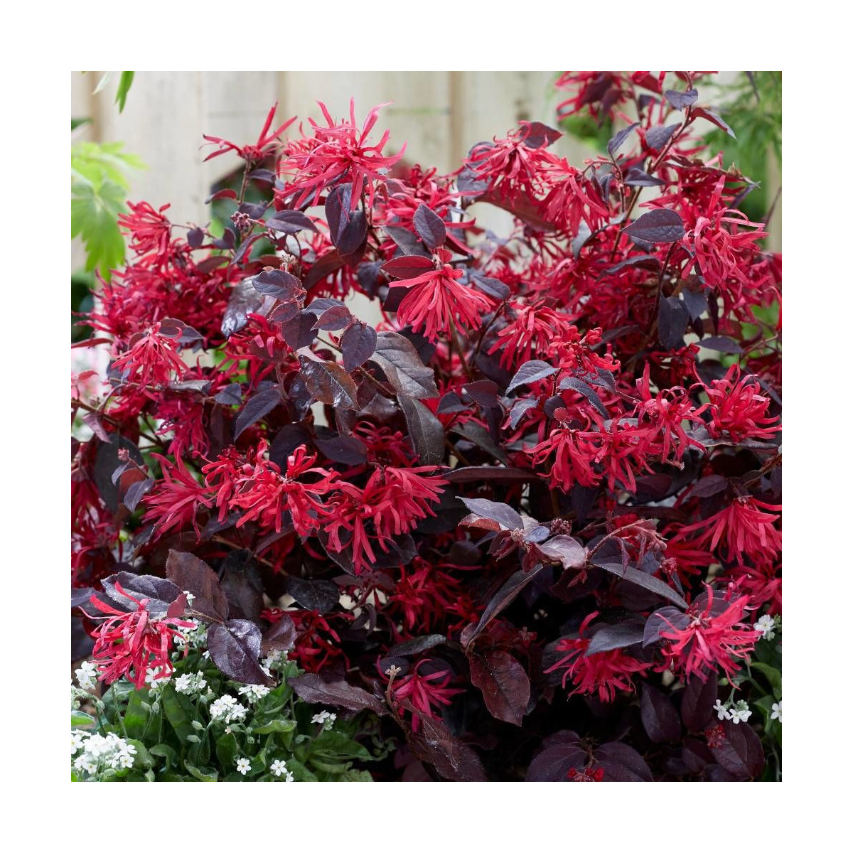 Loropetalum Ever Red® 'Chang Nian Hong', Loropétale Loropetalum Ever Red® 'Chang Nian Hong', Loropétale