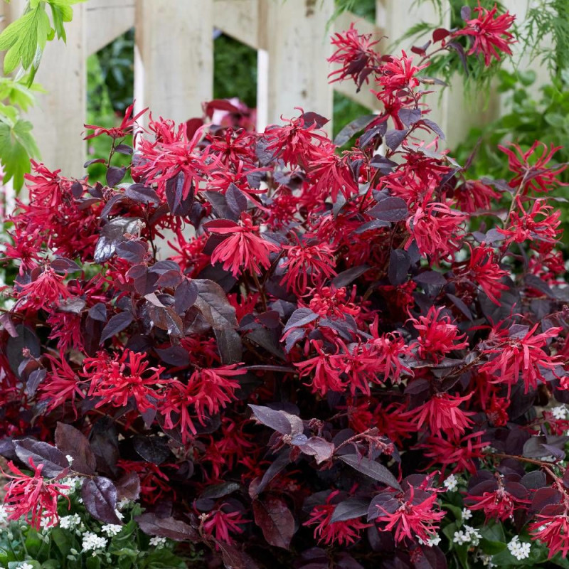 Loropetalum Ever Red® 'Chang Nian Hong', Loropétale