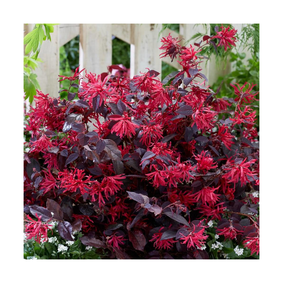 Loropetalum Ever Red® 'Chang Nian Hong', Loropétale Loropetalum Ever Red® 'Chang Nian Hong', Loropétale