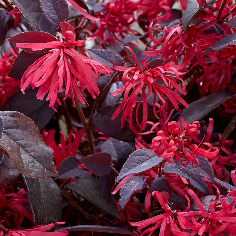 Loropetalum Ever Red® 'Chang Nian Hong', Loropétale