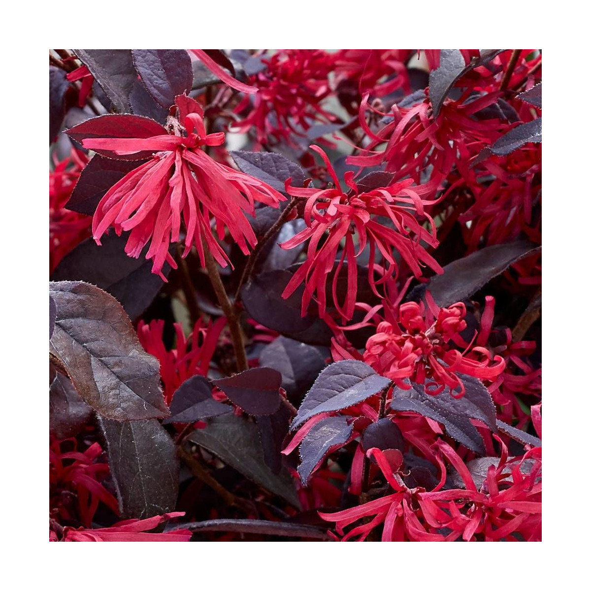 Loropetalum Ever Red® 'Chang Nian Hong', Loropétale Loropetalum Ever Red® 'Chang Nian Hong', Loropétale