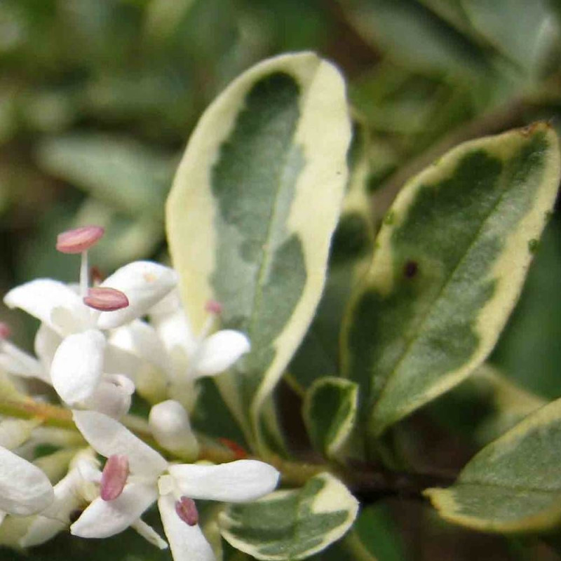 Troène du Japon Silver Star, Ligustrum