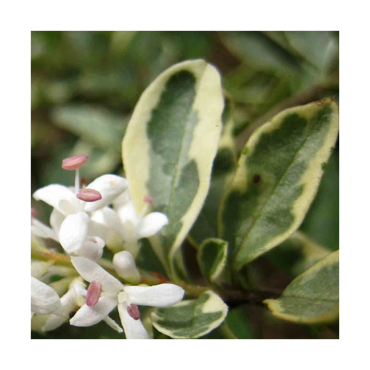 Troène du Japon Silver Star, Ligustrum