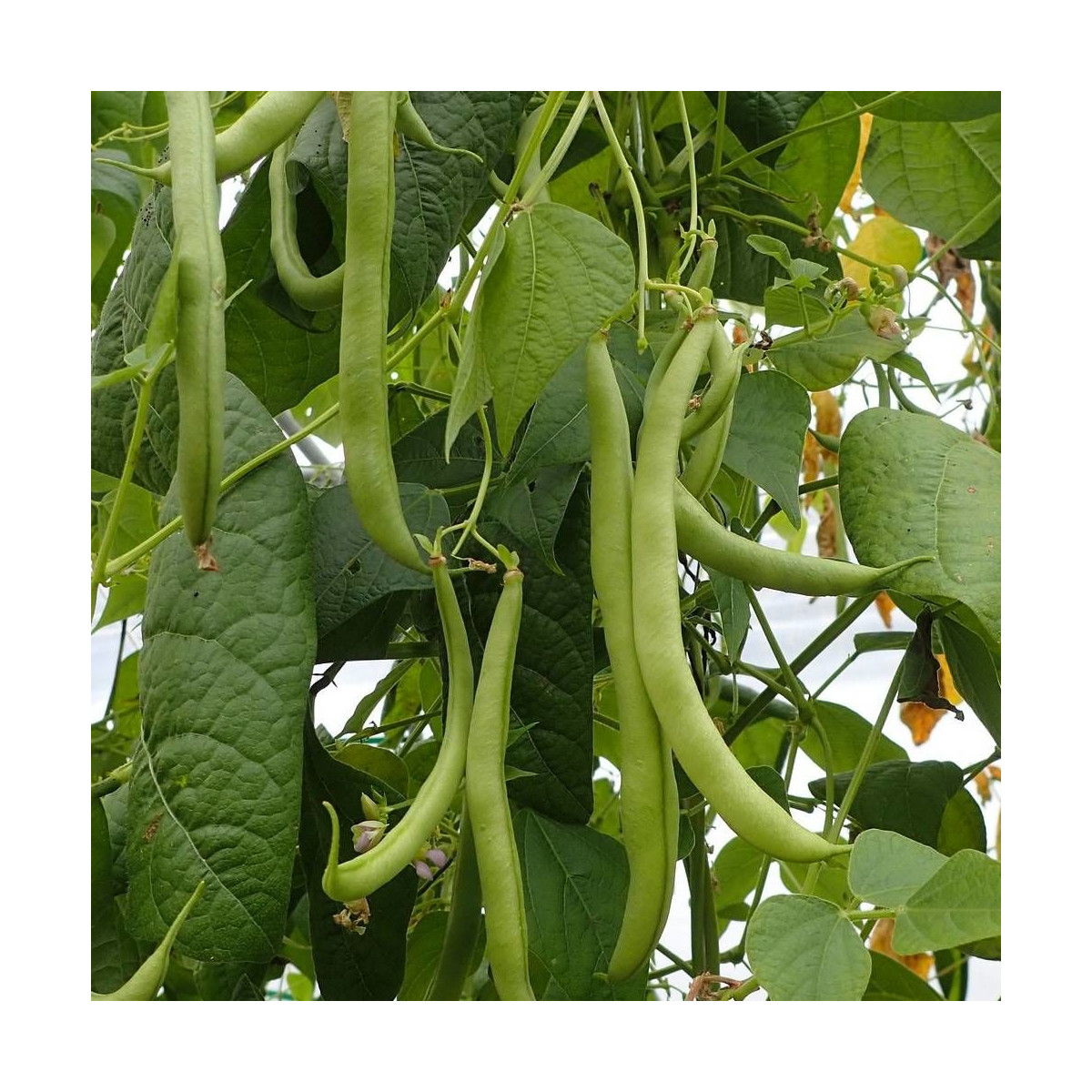 Graines de Haricot Nain mangetout Tarot