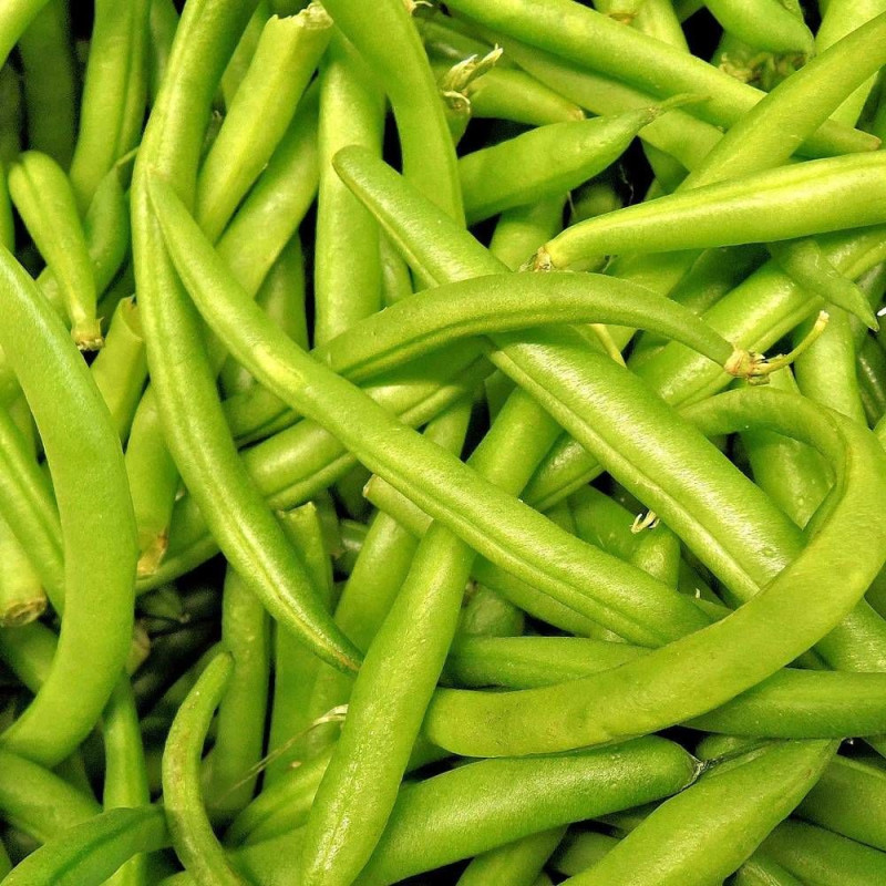 Graines de Haricot Nain mangetout Processor