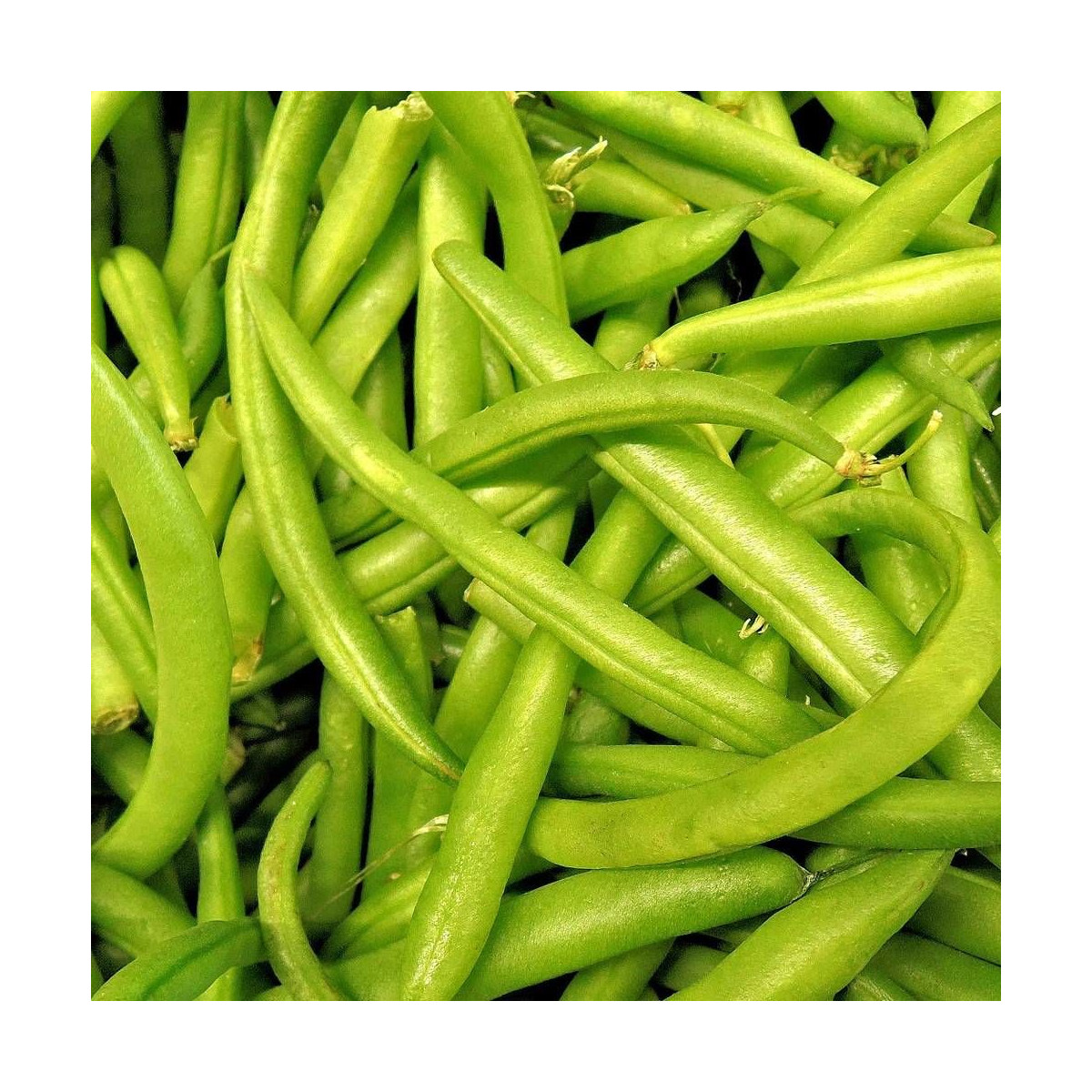 Graines de Haricot Nain mangetout Processor