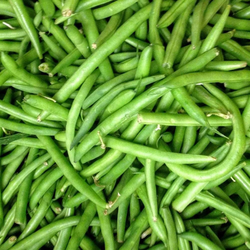 Graines de Haricot Nain mangetout Contender - Silence ça Pousse !