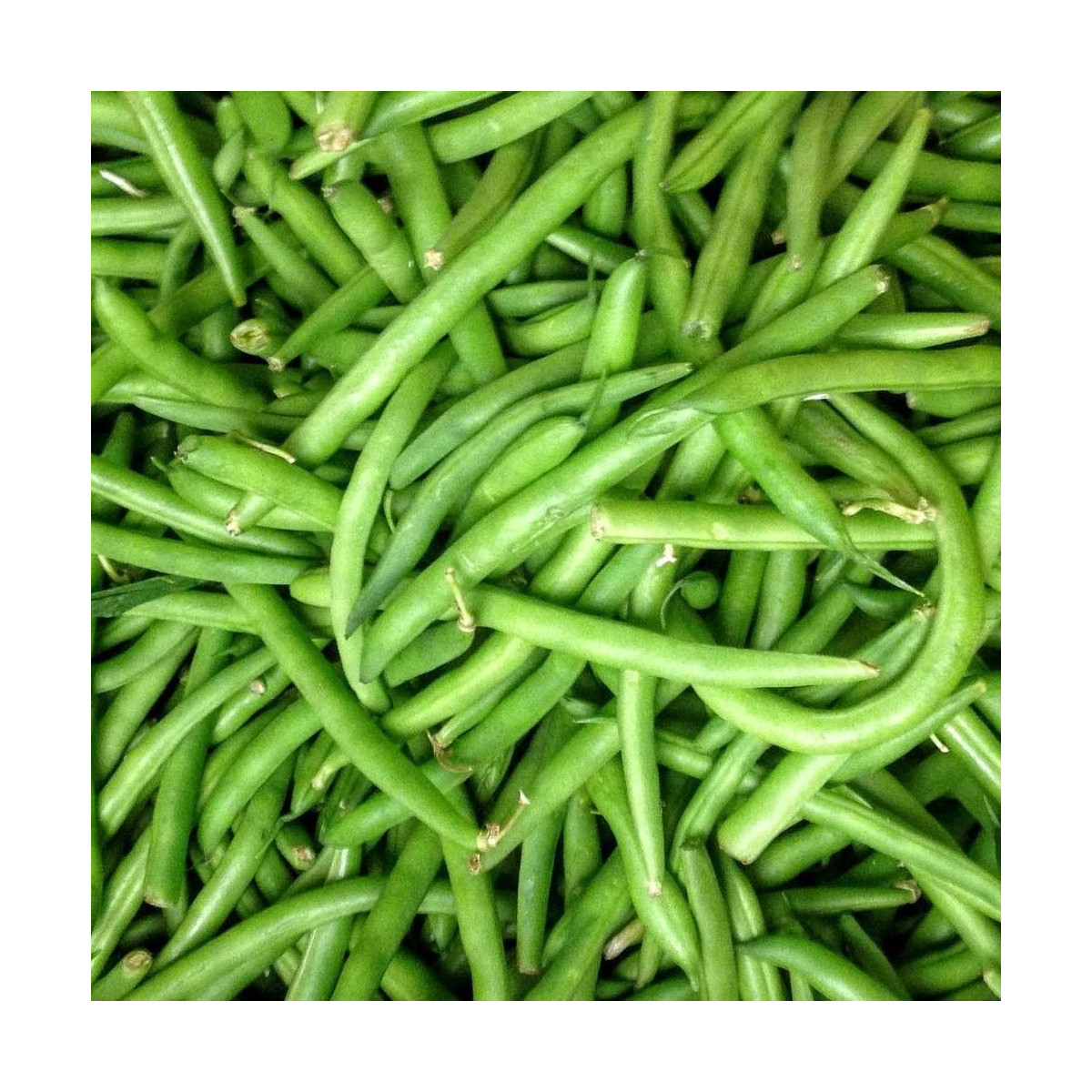 Graines de Haricot Nain mangetout Contender Graines de Haricot Nain mangetout Contender