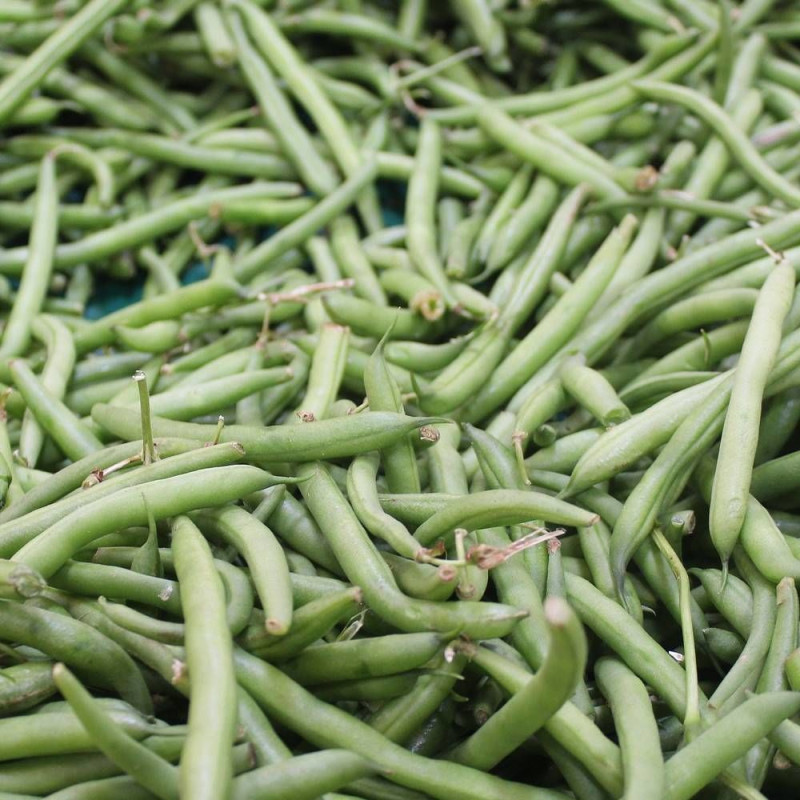 Graines de Haricot Nain mangetout Castandel