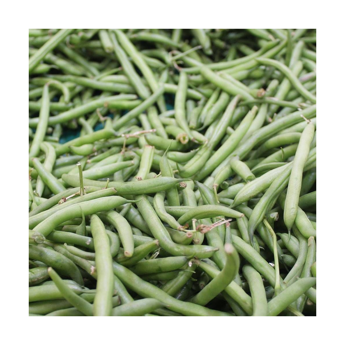 Graines de Haricot Nain mangetout Castandel Graines de Haricot Nain mangetout Castandel