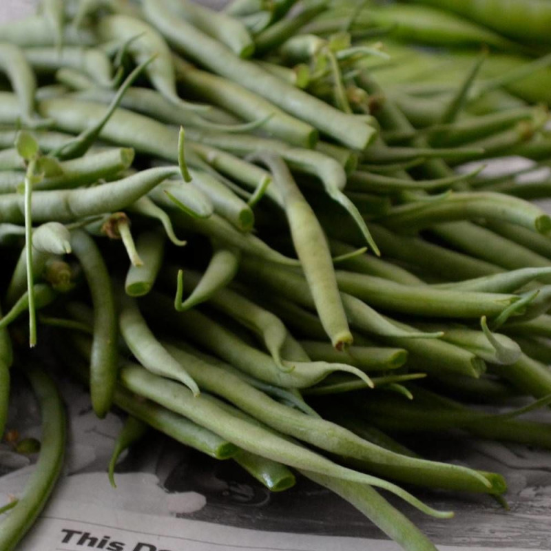 Graines de Haricot Nain mangetout Braimar