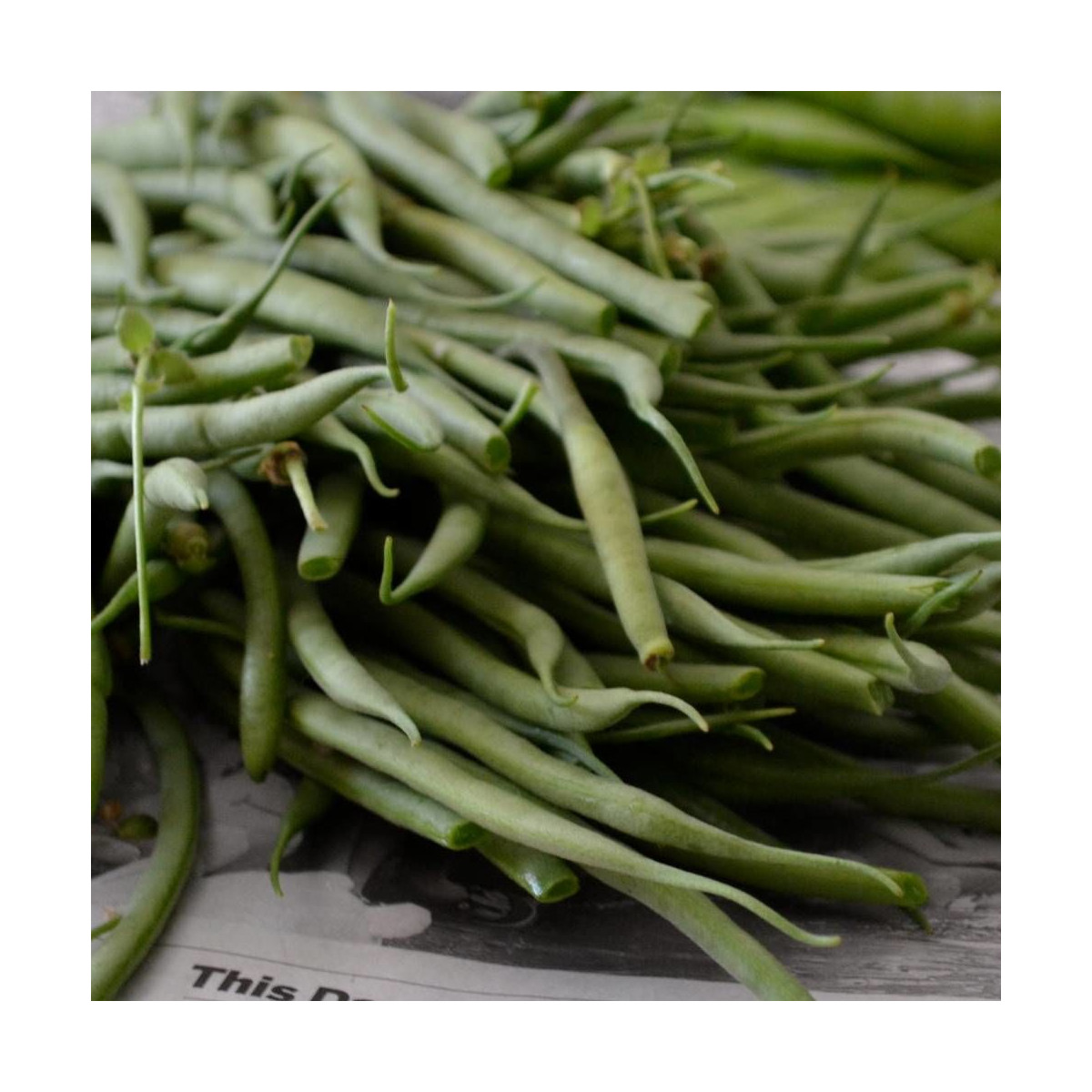 Graines de Haricot Nain mangetout Braimar Graines de Haricot Nain mangetout Braimar