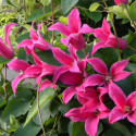 Clématite texensis Etoile Rose