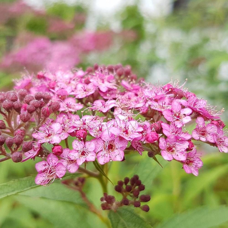 Spirée du Japon Double Play® ARTIST 'Galen', Spiraea