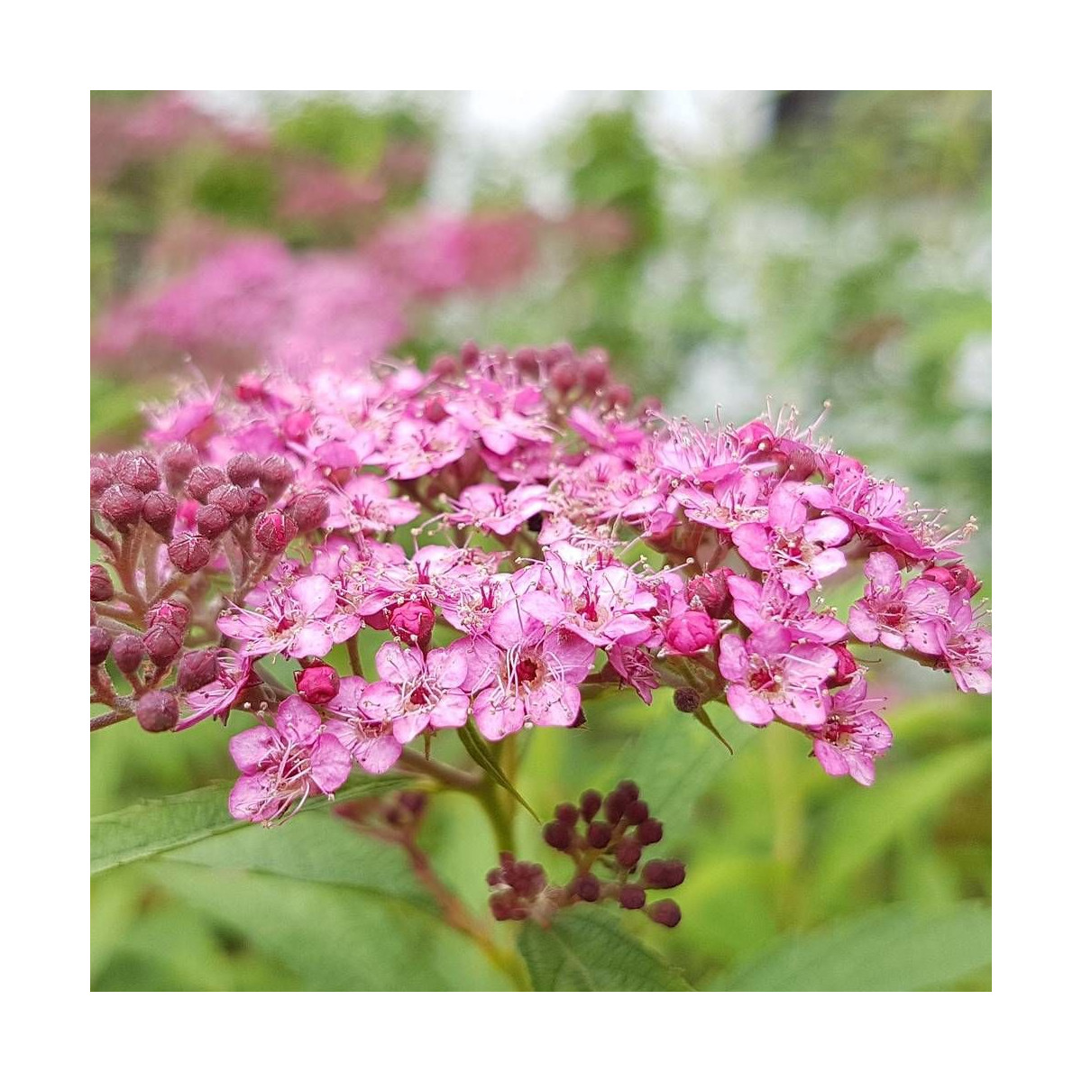 Spirée du Japon Double Play® ARTIST 'Galen', Spiraea