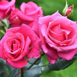 Rosier arbustif Voluptia® Crazy Pink™ 'Noa16071'