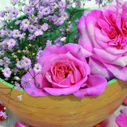 Rosier arbustif Voluptia® Pink™ 'Noa1811108'