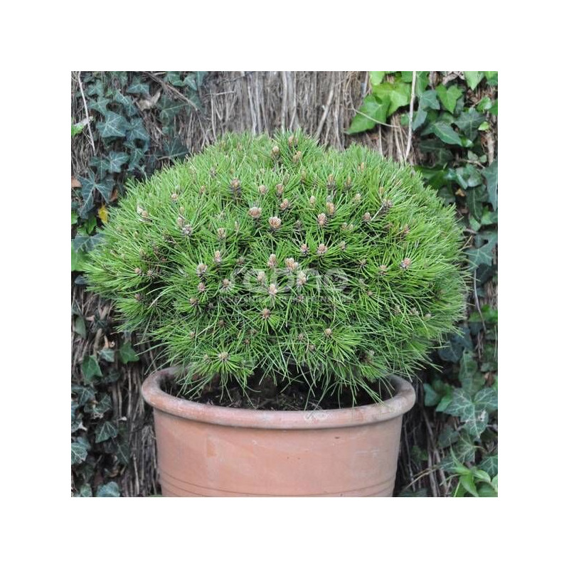 Pin noir Marie Bregeon®, Pinus