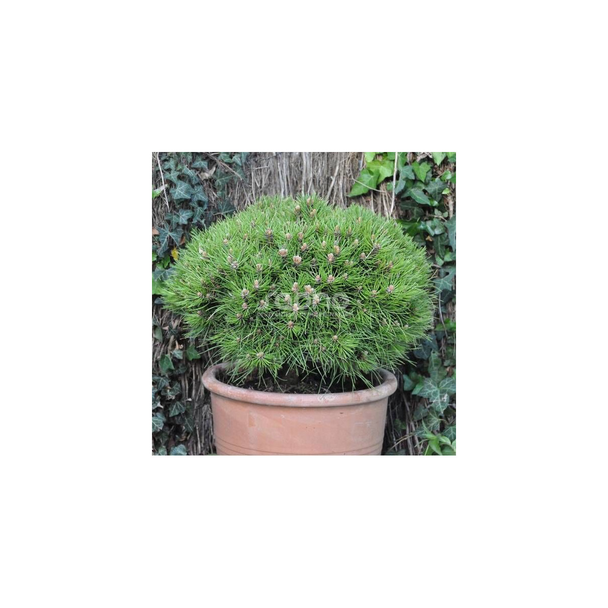 Pin noir Marie Bregeon®, Pinus