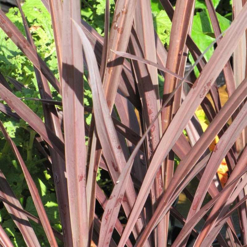 Cordyline australe Purpurea