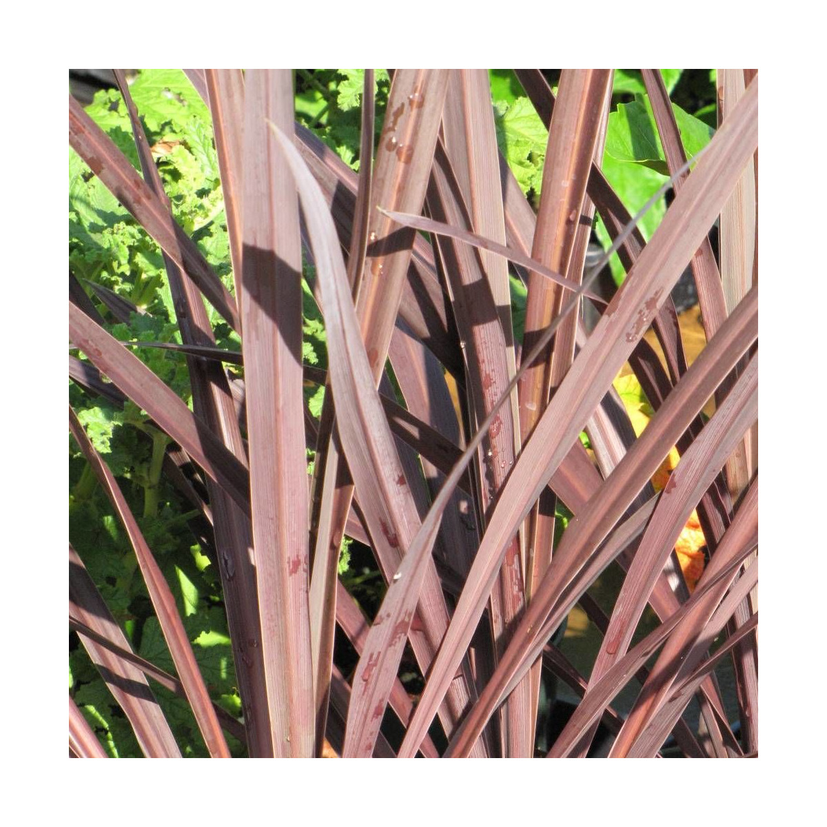Cordyline australe Purpurea