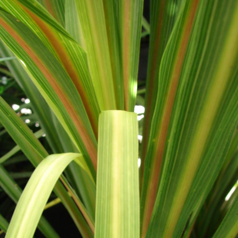 Cordyline australe Peko