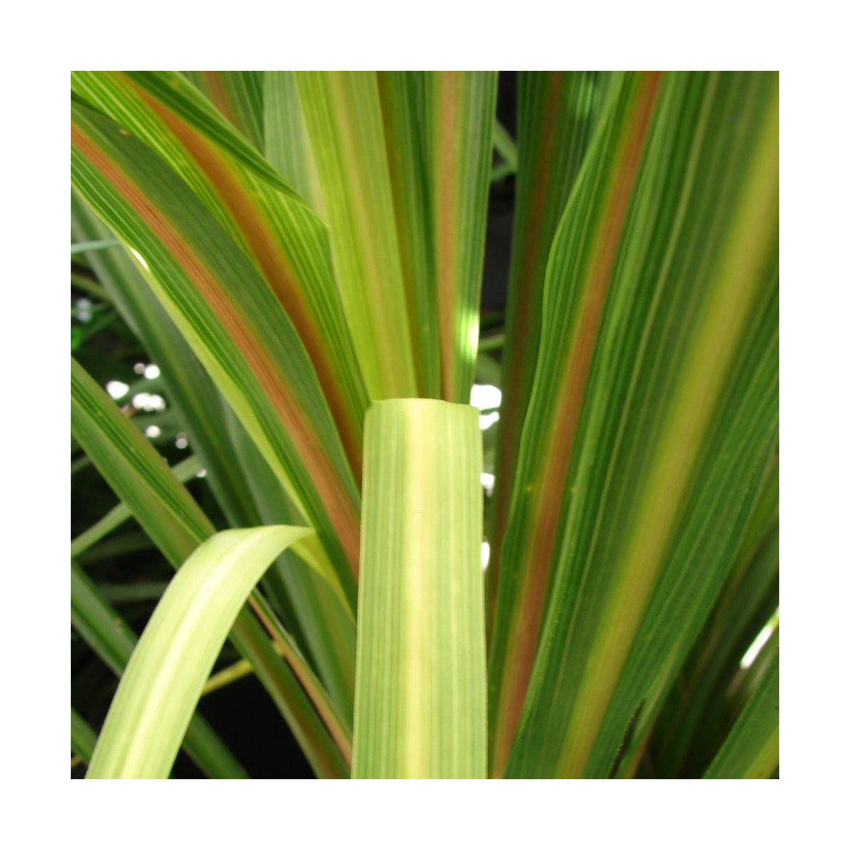Cordyline australe Peko
