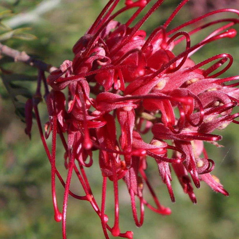 Grevillea Canberra Gem, Grevillea