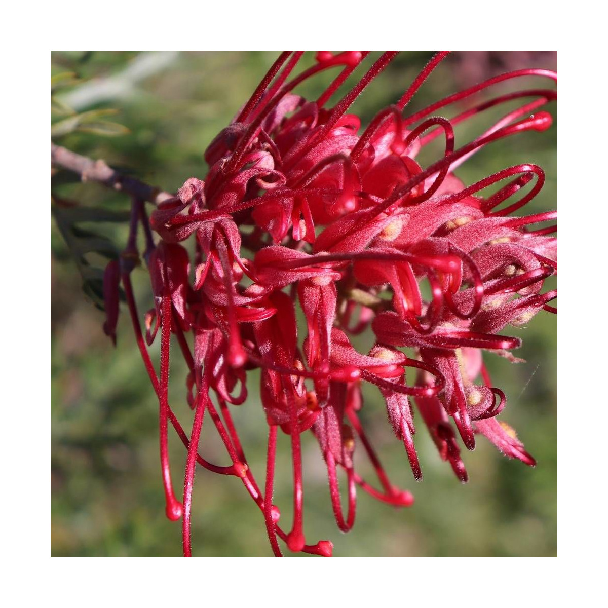 Grevillea Canberra Gem, Grevillea