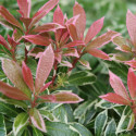 Andromède du Japon Flaming Silver