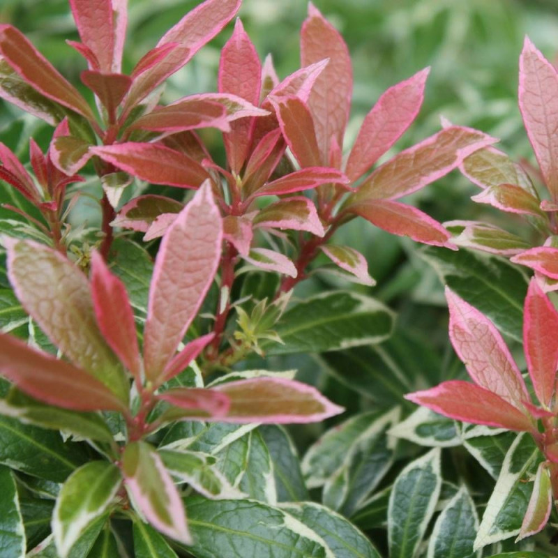 Andromède du Japon Flaming Silver, Pieris