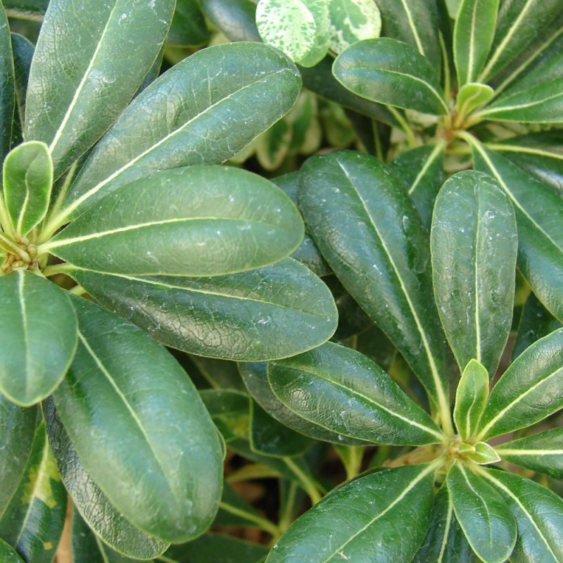 Pittosporum de Chine nain, Pittospore
