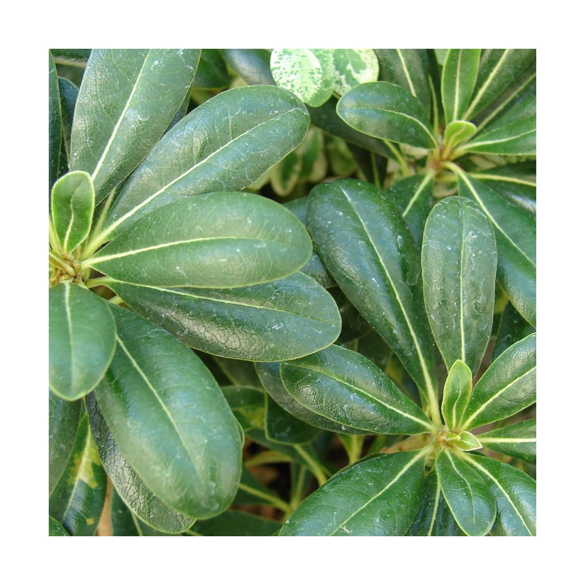 Pittosporum de Chine nain, Pittospore