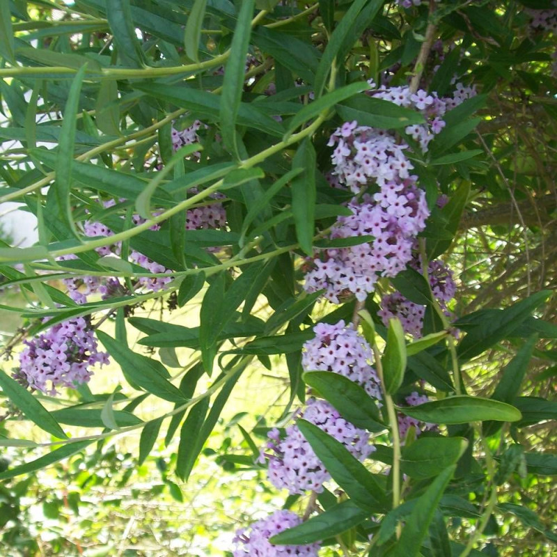 Arbre aux papillons à feuilles alternes