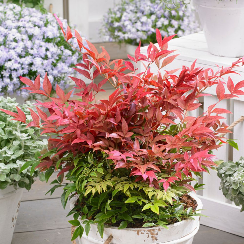 Bambou sacré Obsessed® 'Seika', Nandina