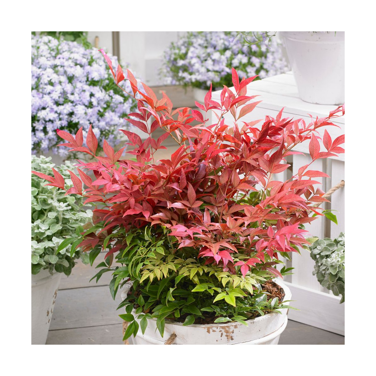 Bambou sacré Obsessed® 'Seika', Nandina