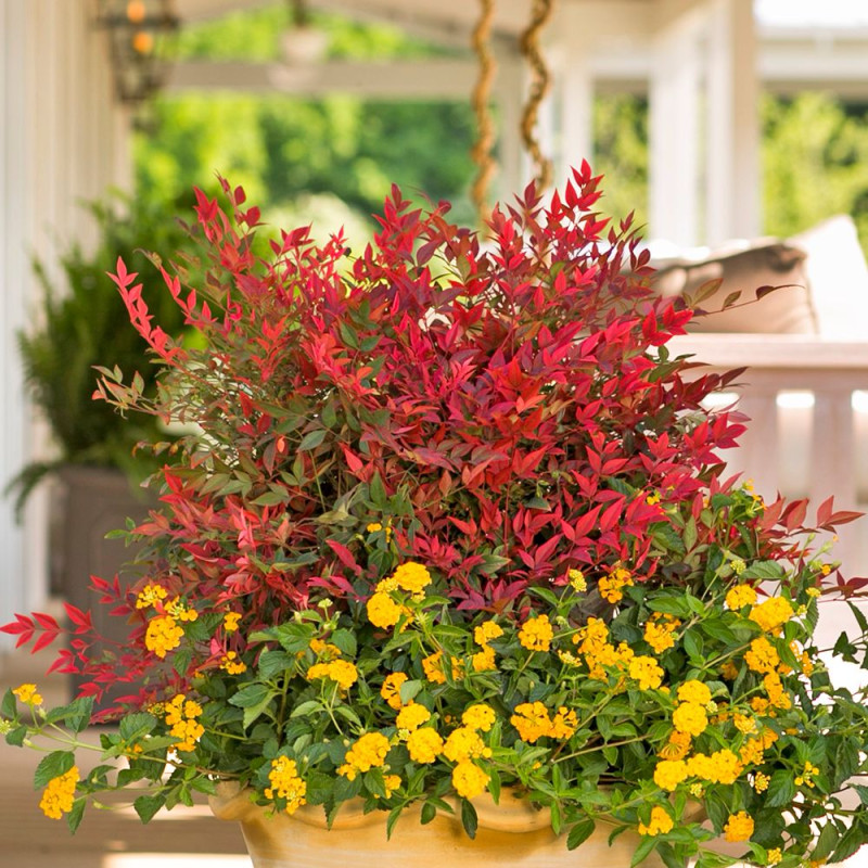 Bambou sacré Obsessed® 'Seika', Nandina