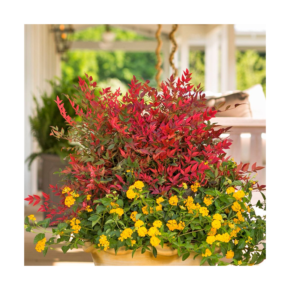 Bambou sacré Obsessed® 'Seika', Nandina