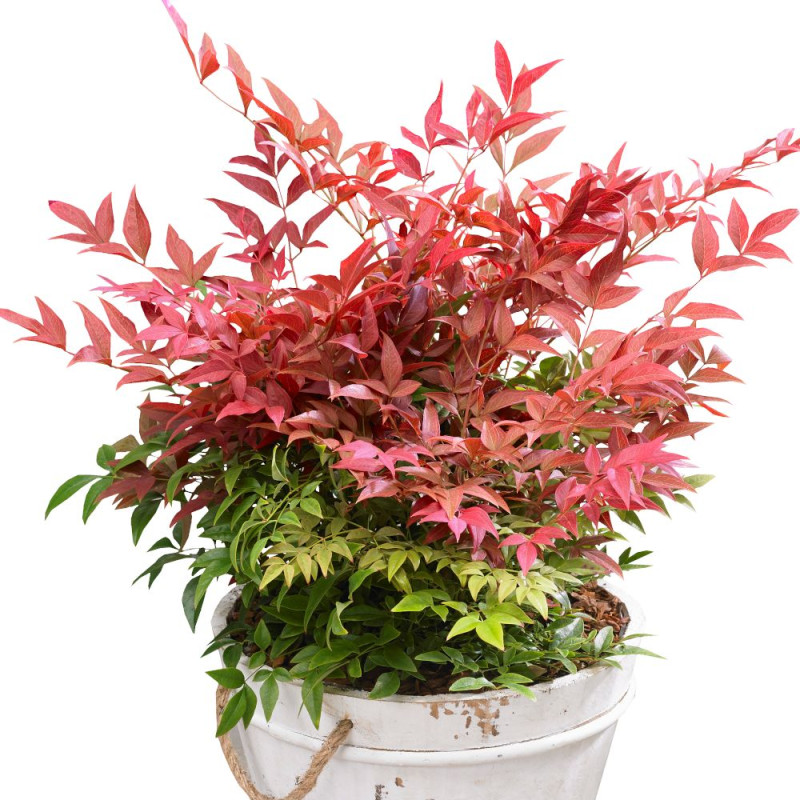 Bambou sacré Obsessed® 'Seika', Nandina