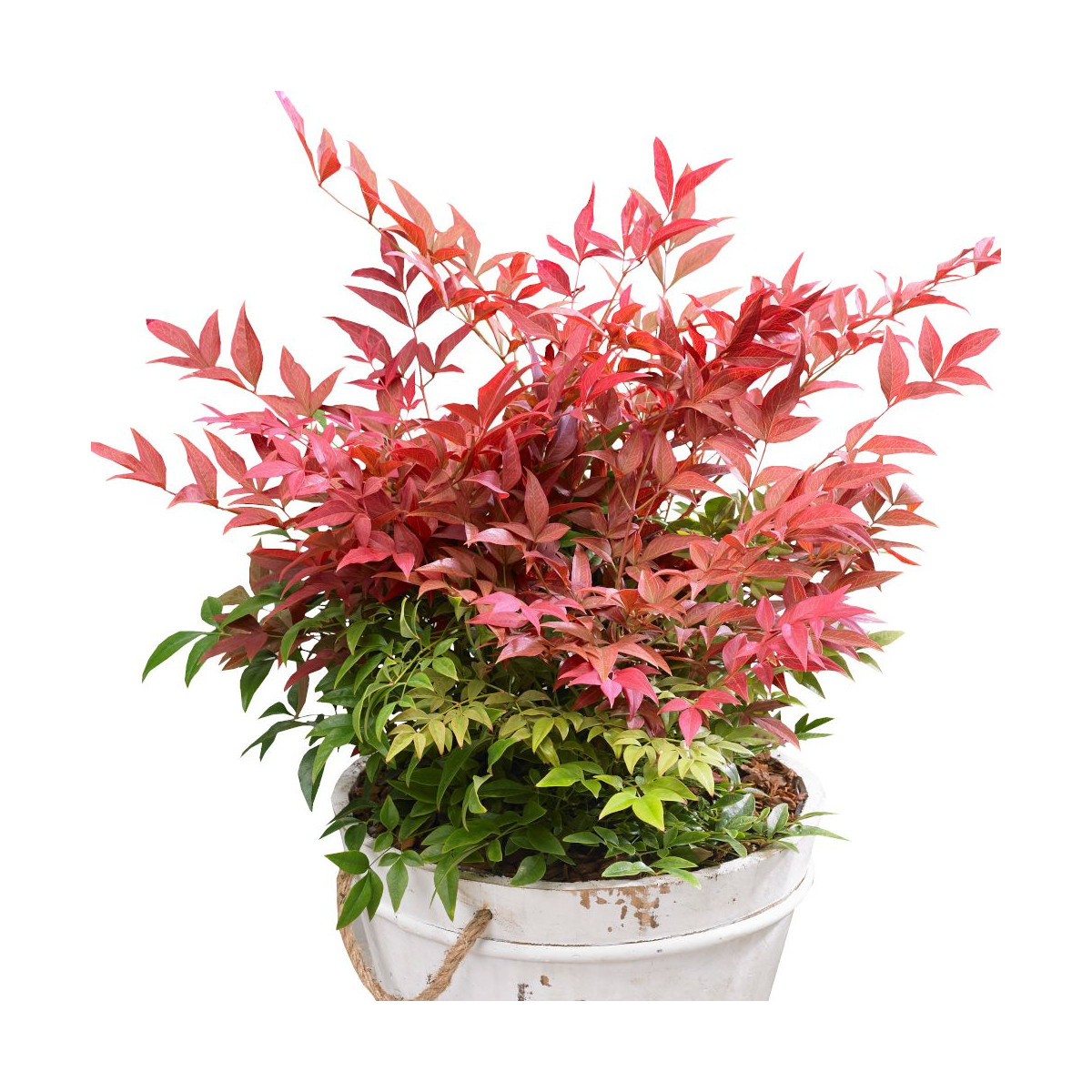 Bambou sacré Obsessed® 'Seika', Nandina