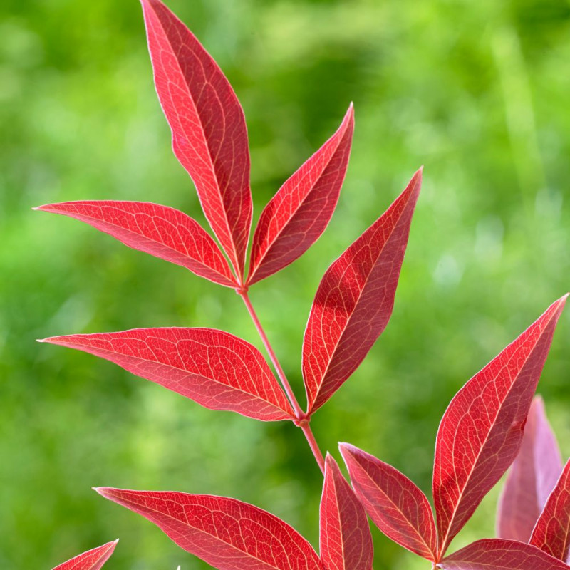 Bambou sacré Obsessed® 'Seika', Nandina