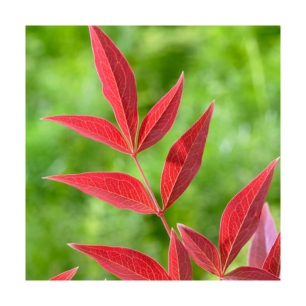 Bambou sacré Obsessed® 'Seika', Nandina