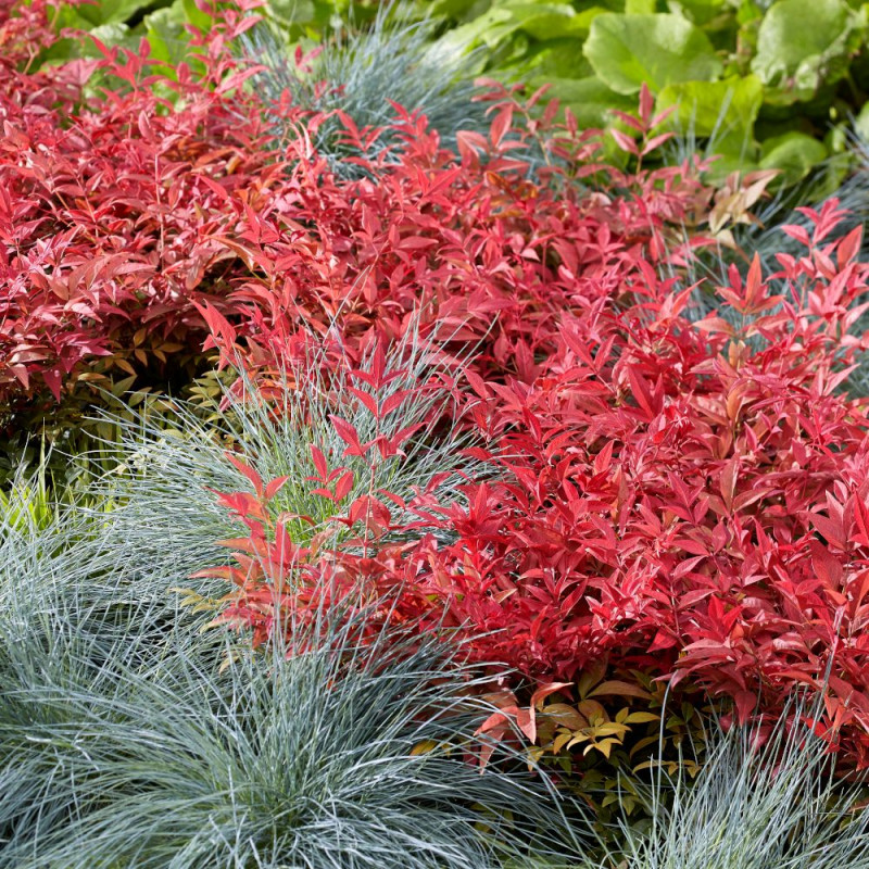 Bambou sacré Obsessed® 'Seika', Nandina