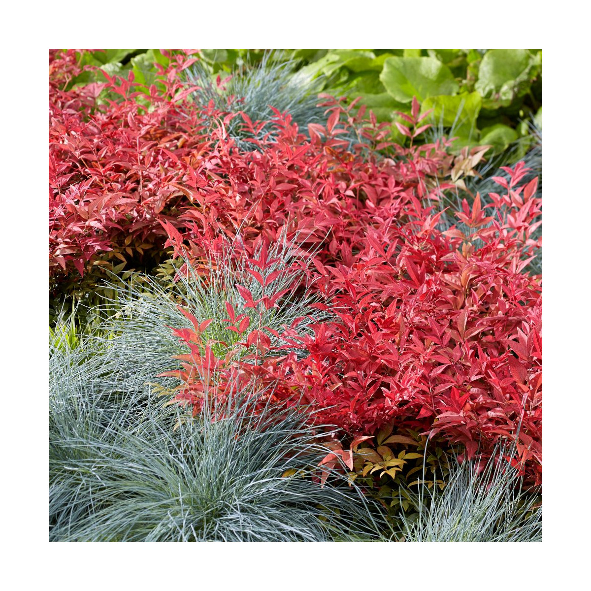 Bambou sacré Obsessed® 'Seika', Nandina